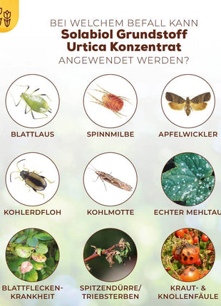 Solabiol Grundstoff Urtica Konzentrat 1 l Pilzabwehr 2-in-1