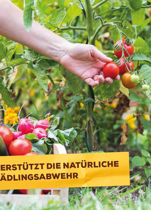 Solabiol Grundstoff Urtica Spray 1 L 2-in-1 Pilzkrankheiten Schadinsekten