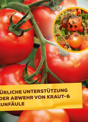 Solabiol Grundstoff Lecithin Konzentrat 800 ml