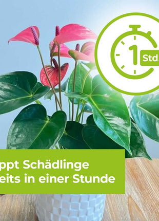Lizetan Plus Schädlingsfrei Konzentrat Blattläuse Weiße Fliege Schildläuse