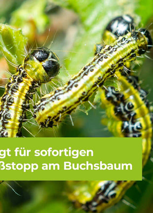 Protect Garden Lizetan Buchsbaumzünslerfrei AF 1000 ml