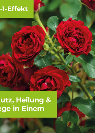 Curamat Plus Rosen Pilzfrei AF 1000 ml