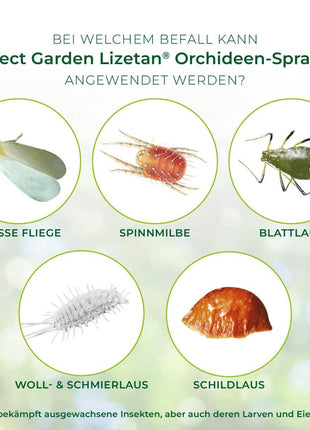 Lizetan Orchideen-Spray AF 500 ml saugende Schädlinge