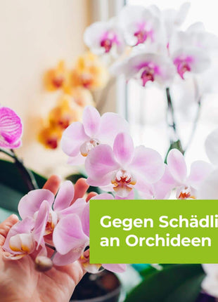Lizetan Orchideen-Spray AF 500 ml saugende Schädlinge
