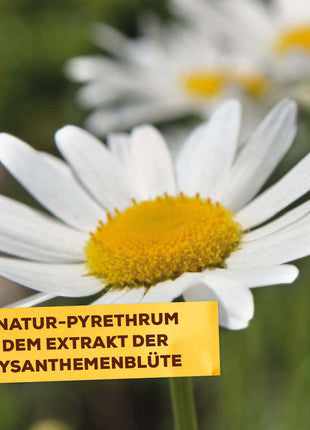 Solabiol Bio Spinnmilben- & Schädlingsfrei 250 ml